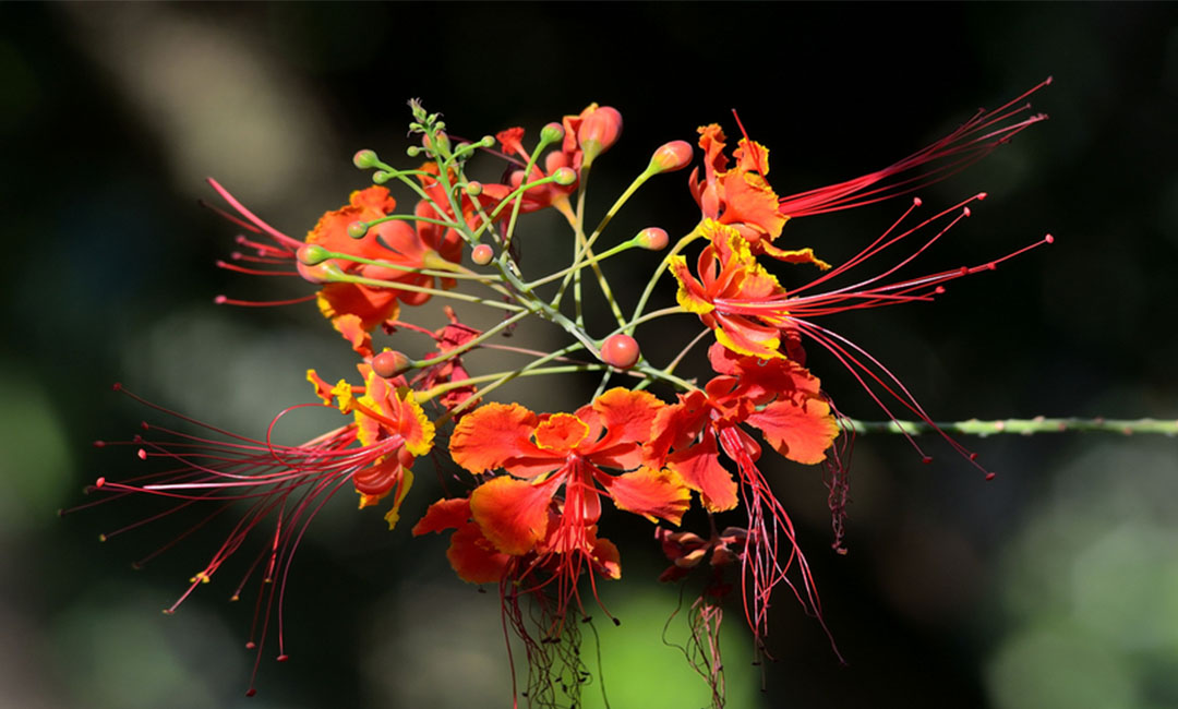 临汾花帮主百科词条创建案例
